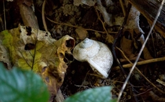 Cyclophorus punctatus