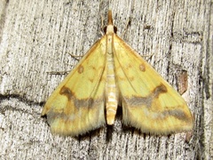 Choristostigma plumbosignalis