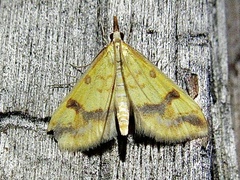 Choristostigma plumbosignalis