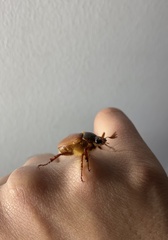 Aulacopalpus castaneus