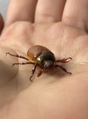 Aulacopalpus castaneus