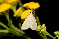Udea lutealis
