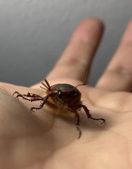 Aulacopalpus castaneus