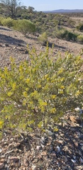 Acacia argyrophylla