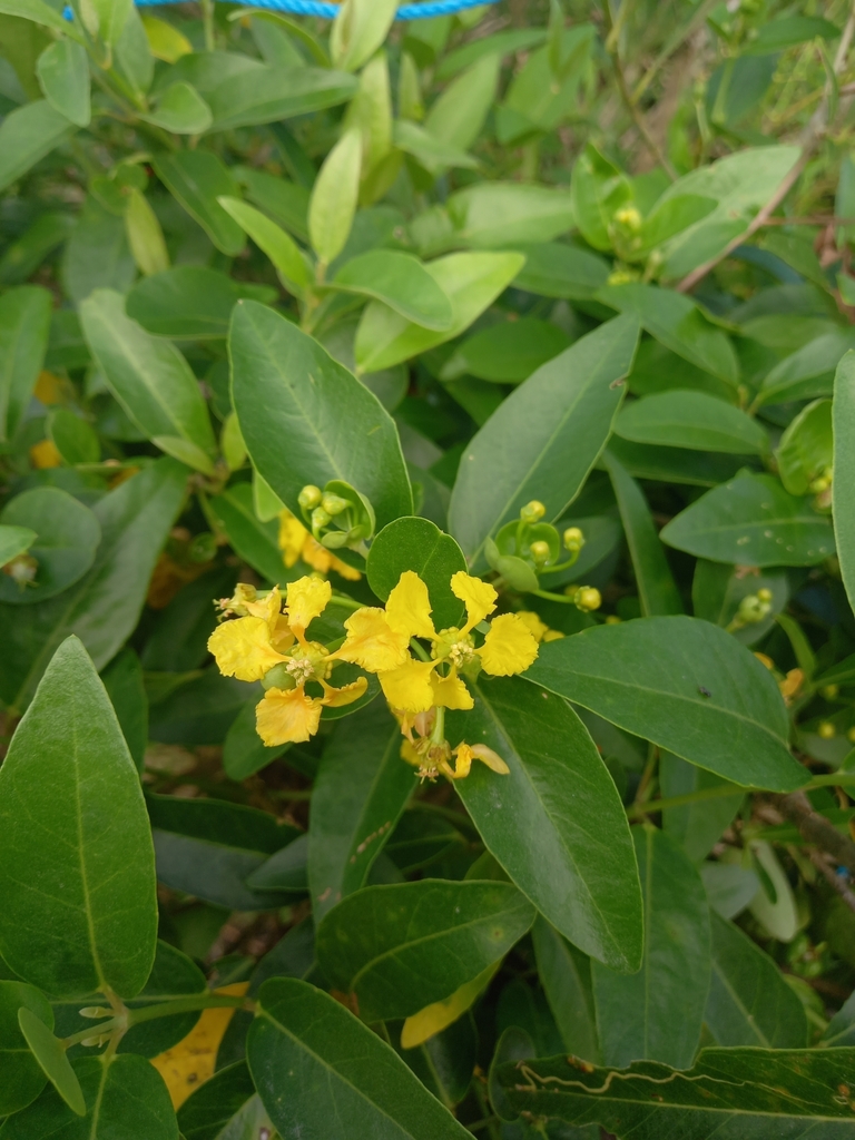 Stigmaphyllon bannisterioides