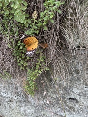 Argynnis hyperbius