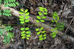 Adenanthera microsperma
