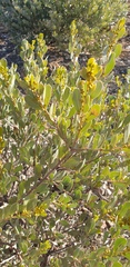 Acacia argyrophylla
