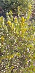 Acacia argyrophylla