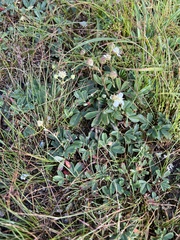 Sibbaldiopsis