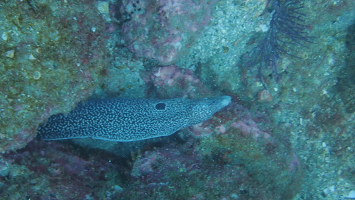 Hourglass moray