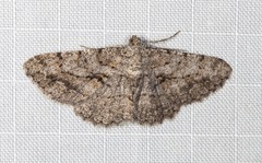 Psilalcis isombra