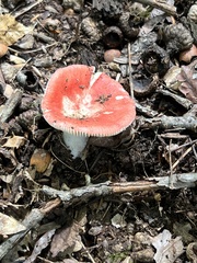Russula pseudopeckii