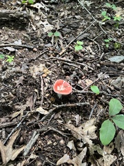 Russula pseudopeckii