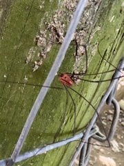 Leiobunum nigropalpi