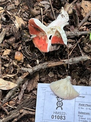 Russula pseudopeckii