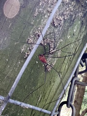 Leiobunum nigropalpi