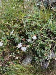 Sibbaldiopsis