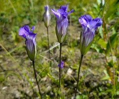 Gentianopsis detonsa raupii