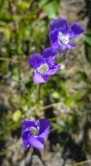 Gentianopsis detonsa raupii