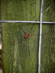Leiobunum nigropalpi