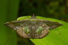 Fascellina meligerys