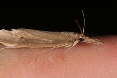 Donacaula unipunctellus