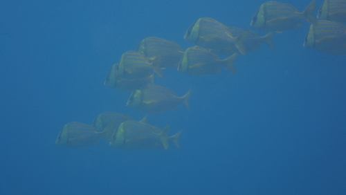 Anisotremus taeniatus