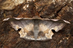 Fascellina albicordis