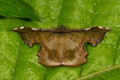 Fascellina albicordis