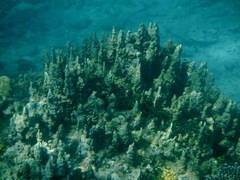 Millepora exaesa
