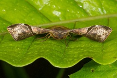 Fascellina albicordis