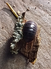 Armadillidium vulgare