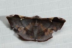 Fascellina albicordis