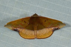 Fascellina clausaria