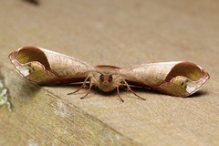 Fascellina clausaria
