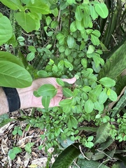 Erythroxylum brevipes