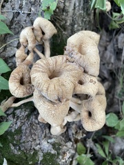 Pleurotus citrinopileatus