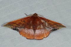 Fascellina clausaria
