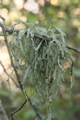 Ramalina leptocarpha