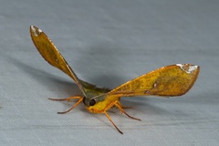 Fascellina clausaria