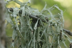 Ramalina leptocarpha