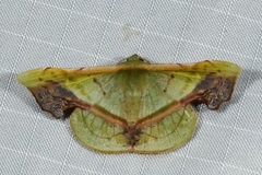 Fascellina plagiata