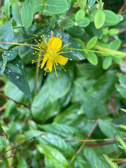 Hypericum graveolens