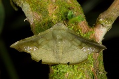 Fascellina punctata
