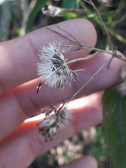 Chromolaena laevigata