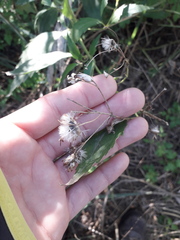 Chromolaena laevigata