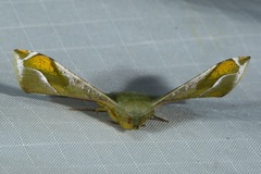 Fascellina punctata