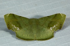 Fascellina punctata
