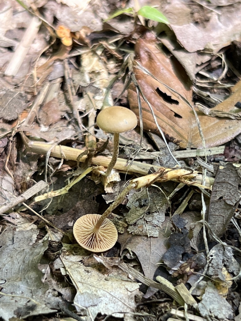 Deconica from Albert Johnson Rd, Nashville, IN, US on August 10, 2022 ...